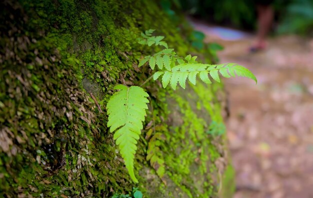 Close-up of fern leaves on field