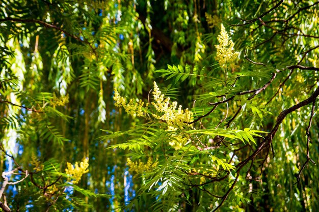 Close-up of fern leaves on tree