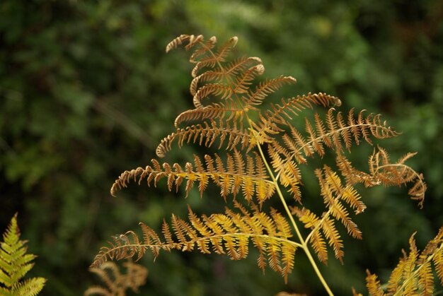 Photo close-up of fern leaves on tree