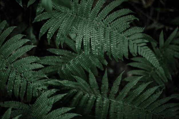 Photo close-up of fern leaves