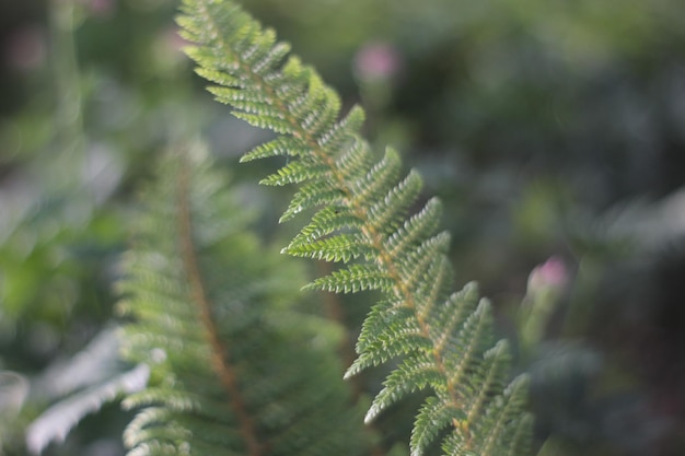 Foto prossimo piano delle foglie di felce