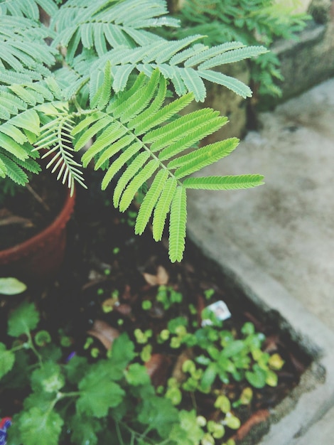 Photo close-up of fern leaves