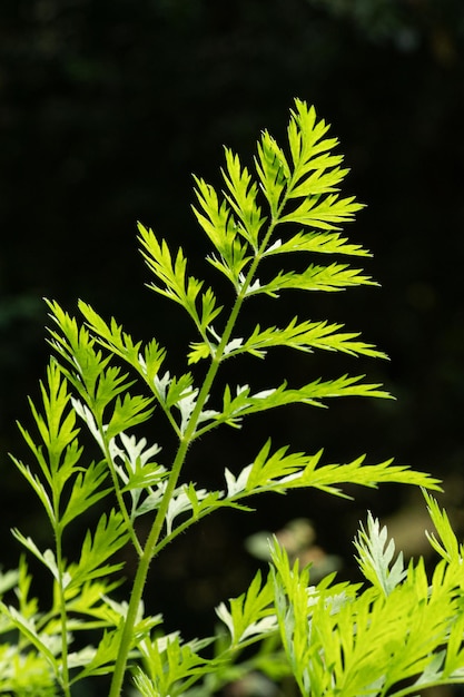 Photo close-up of fern leaves