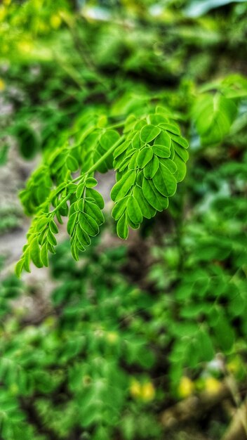 Close-up of fern leaves