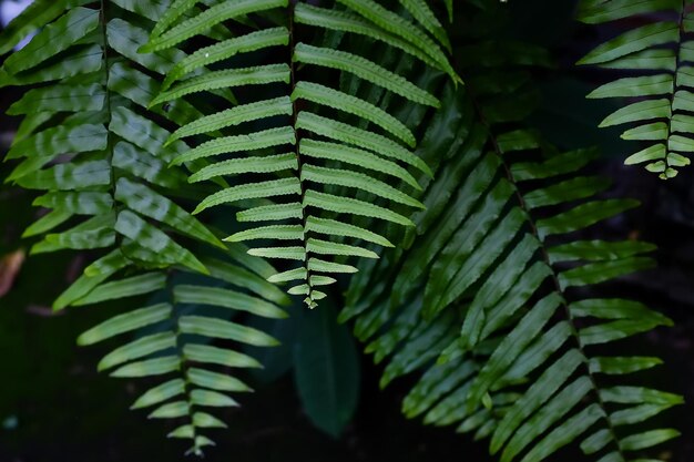 Photo close-up of fern leaves