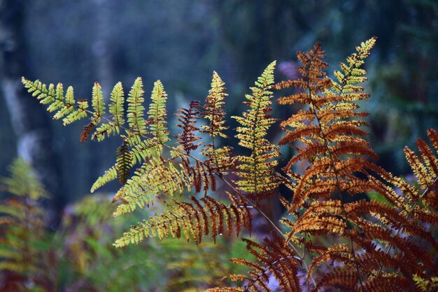 Close-up of fern leaves