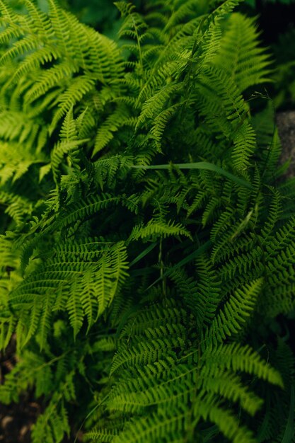 Close-up of fern leaves