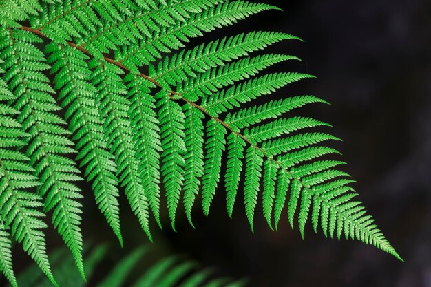 Foto close-up di foglie di felce