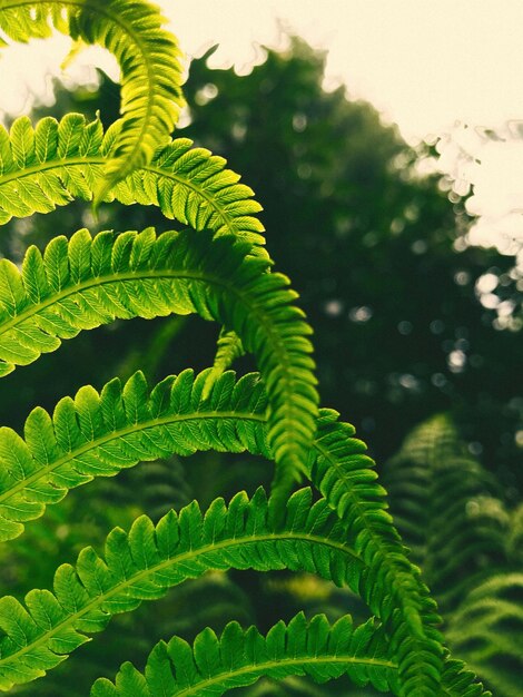 Close-up of fern leaves