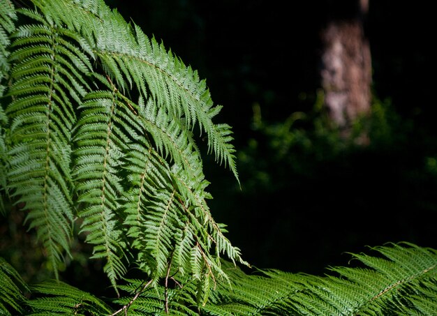 Photo close-up of fern leaves