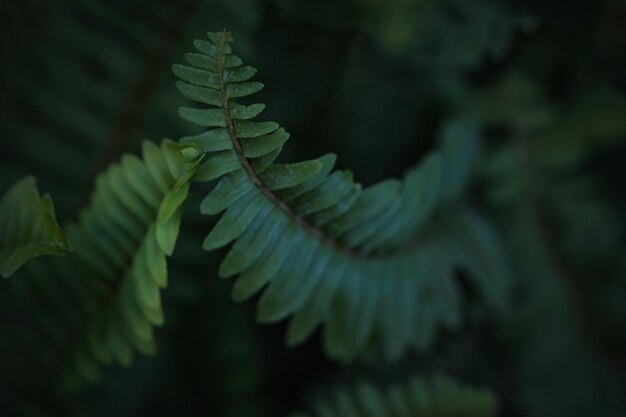 Photo close-up of fern leaves