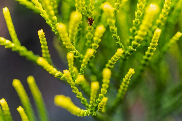 Foto prossimo piano delle foglie di felce