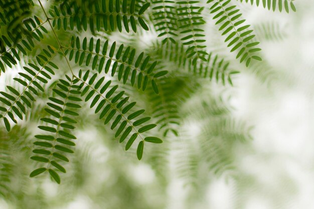 Close-up of fern leaves