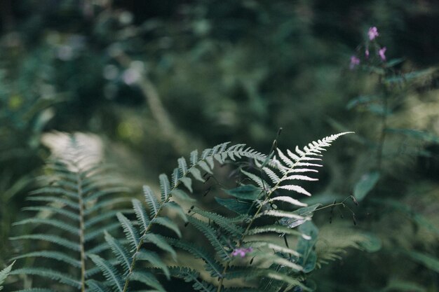 Photo close-up of fern leaves