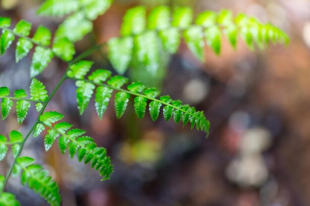 Photo close-up of fern leaves