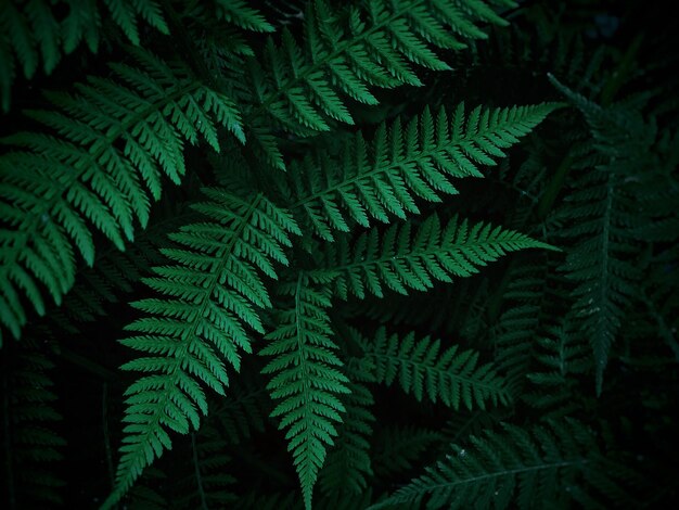 Close-up of fern leaves