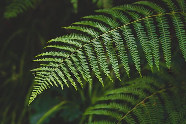 Photo close-up of fern leaves