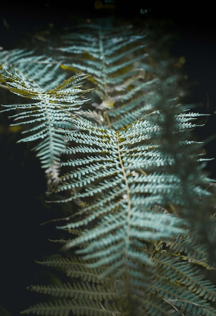 Photo close-up of fern leaves