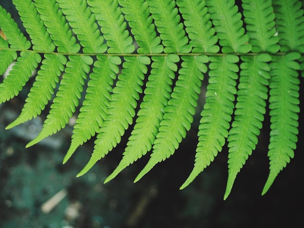 Close-up of fern leaves