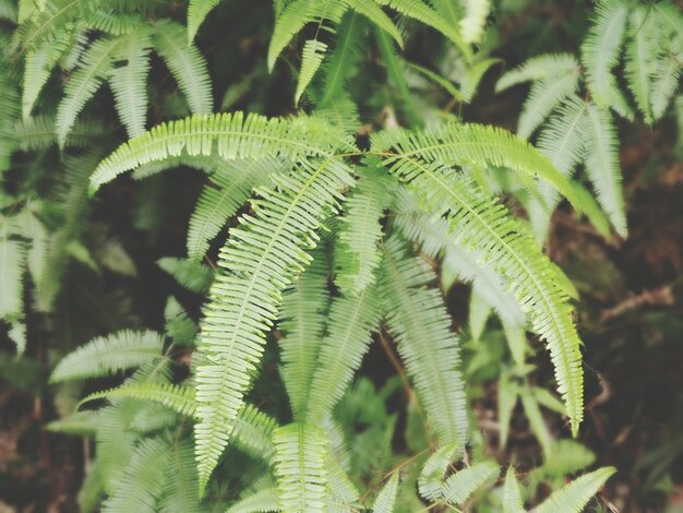 Photo close-up of fern leaves