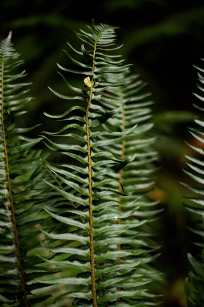 Photo close-up of fern leaves