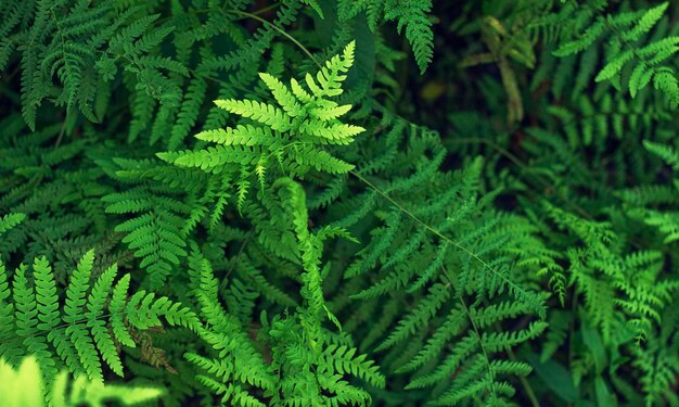 Photo close-up of fern leaves