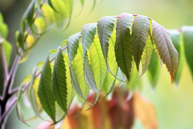 Close-up of fern leaves