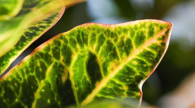 Foto prossimo piano delle foglie di felce