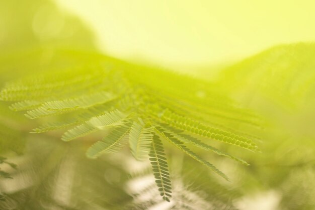 Close-up of fern leaves