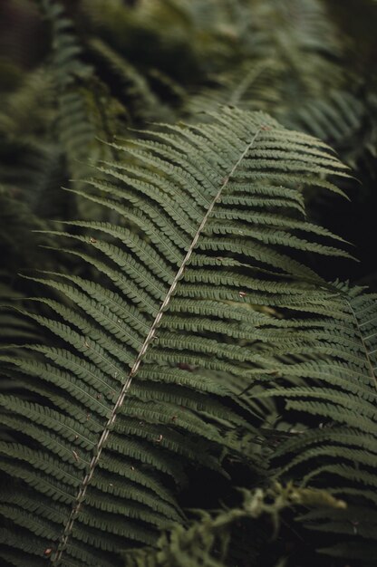 Close-up of fern leaves