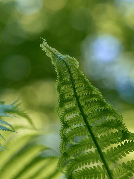 Close-up of fern leaves