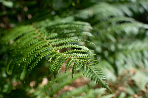 Photo close-up of fern leaves