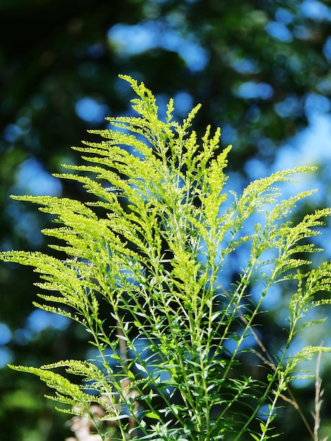 Photo close-up of fern leaves