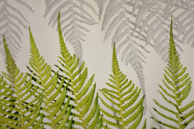 Photo close-up of fern leaves