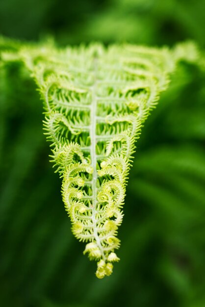 Close-up of fern leaves