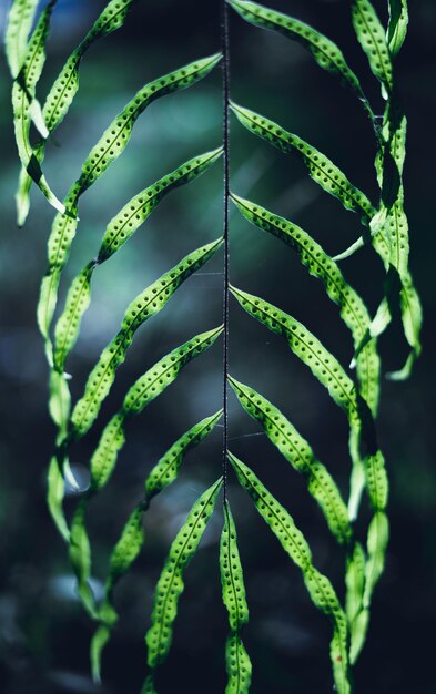 Foto close-up di foglie di felce