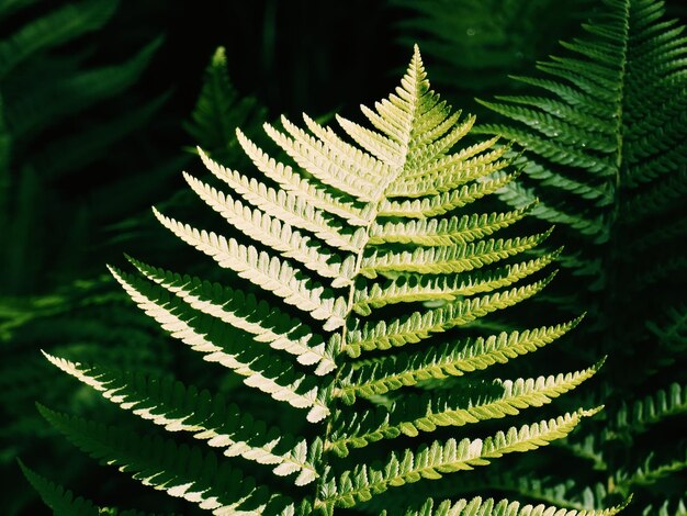 Photo close-up of fern leaves