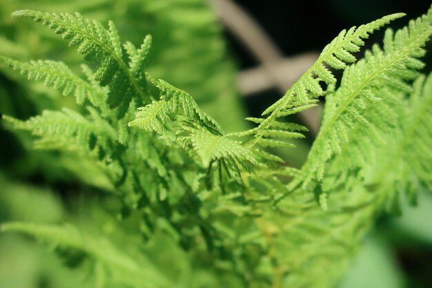 Close-up of fern leaves