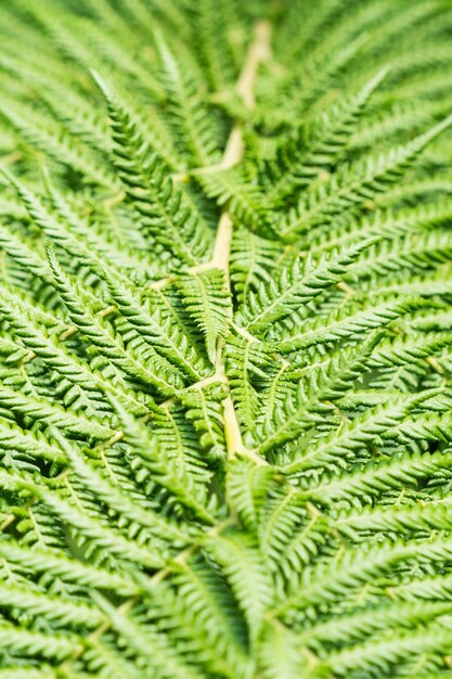 Photo close-up of fern leaves