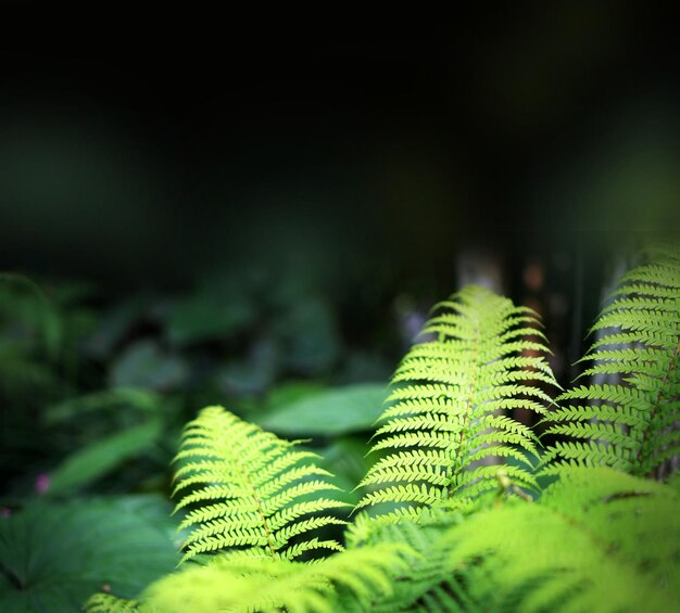 Close-up of fern leaves