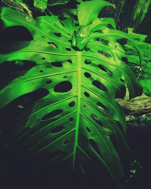 Close-up of fern leaves