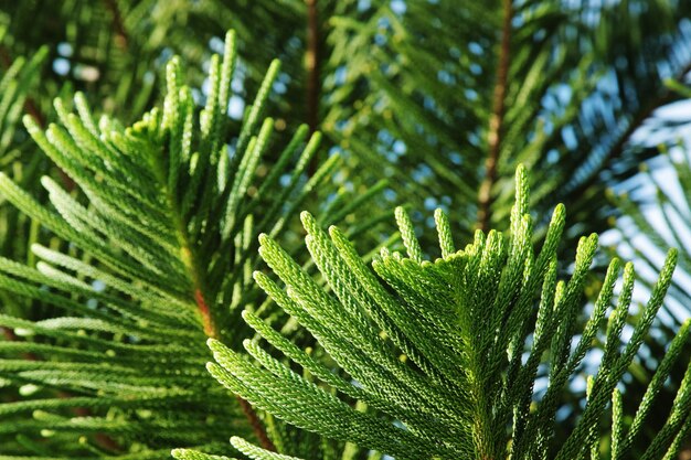 Photo close-up of fern leaves