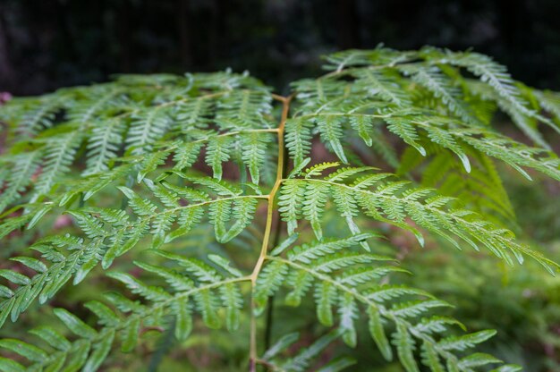 Photo close-up of fern leaves