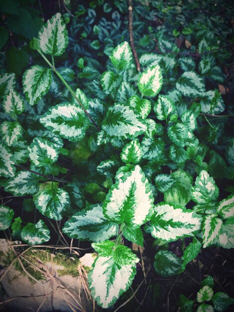 Close-up of fern leaves