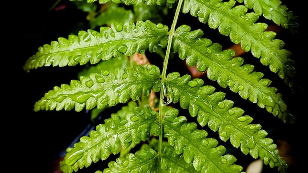 Photo close-up of fern leaves