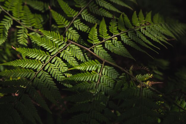 Close-up of fern leaves