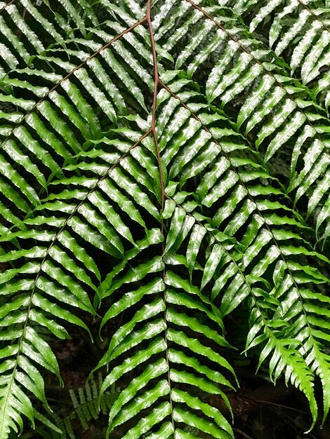 Close-up of fern leaves