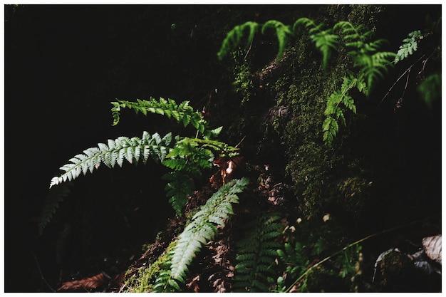 Photo close-up of fern at night