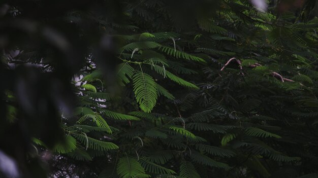 Photo close-up of fern at night