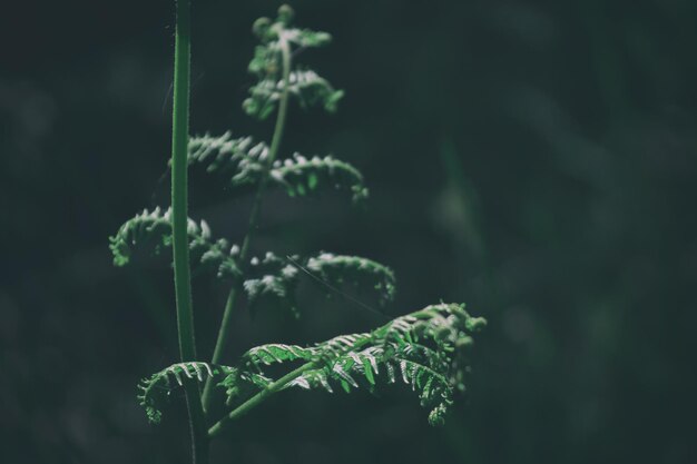 Close-up of fern outdoors